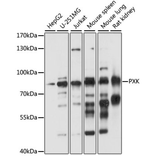 PXK Rabbit pAb