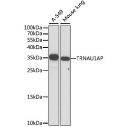 TRNAU1AP Rabbit pAb