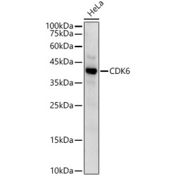 CDK6 Rabbit pAb