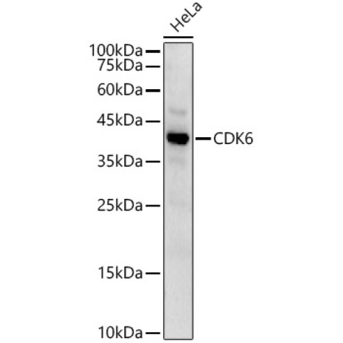 CDK6 Rabbit pAb