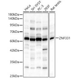 ZNF331 Rabbit pAb