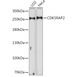 CDK5RAP2 Rabbit pAb