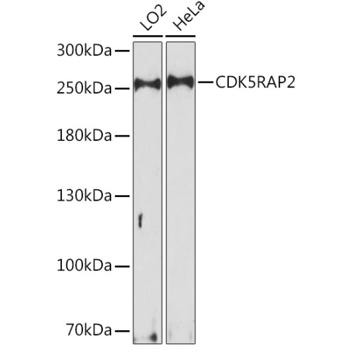 CDK5RAP2 Rabbit pAb