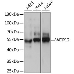 WDR12 Rabbit pAb