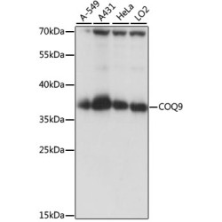 COQ9 Rabbit pAb