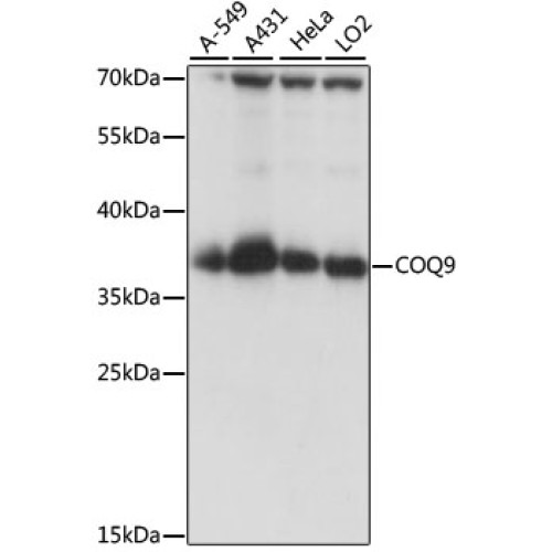 COQ9 Rabbit pAb