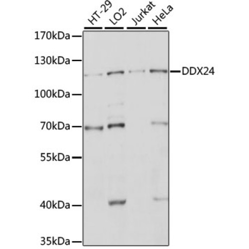DDX24 Rabbit pAb