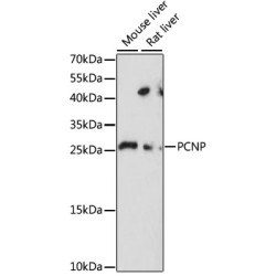 PCNP Rabbit pAb