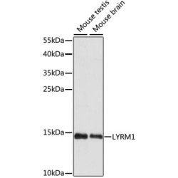 LYRM1 Rabbit pAb