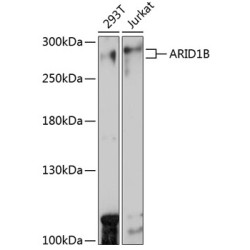 ARID1B Rabbit pAb