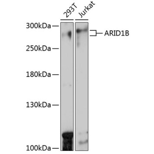 ARID1B Rabbit pAb