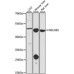 NECAB3 Rabbit pAb