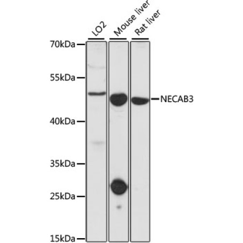 NECAB3 Rabbit pAb