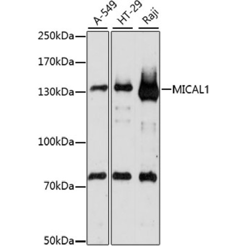 MICAL1 Rabbit pAb