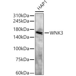 WNK3 Rabbit pAb