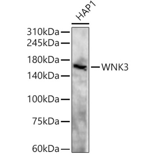 WNK3 Rabbit pAb