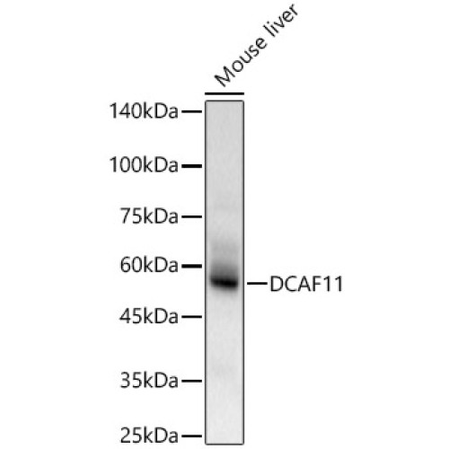 DCAF11 Rabbit pAb