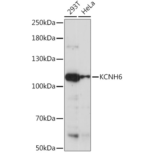 KCNH6 Rabbit pAb