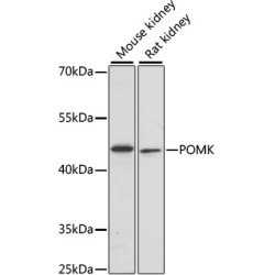 POMK Rabbit pAb