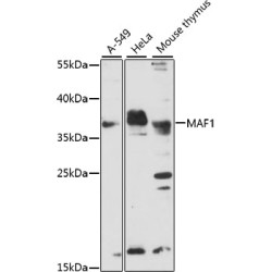 MAF1 Rabbit pAb