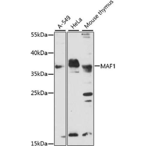 MAF1 Rabbit pAb