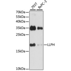 LLPH Rabbit pAb