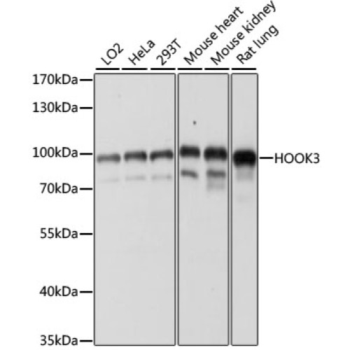 HOOK3 Rabbit pAb