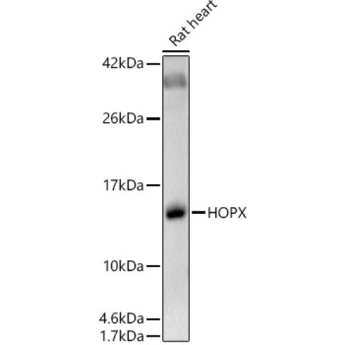 HOPX Rabbit pAb