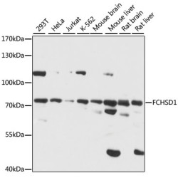 FCHSD1 Rabbit pAb