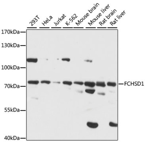 FCHSD1 Rabbit pAb