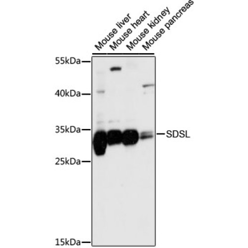 SDSL Rabbit pAb