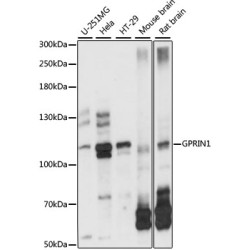 GPRIN1 Rabbit pAb