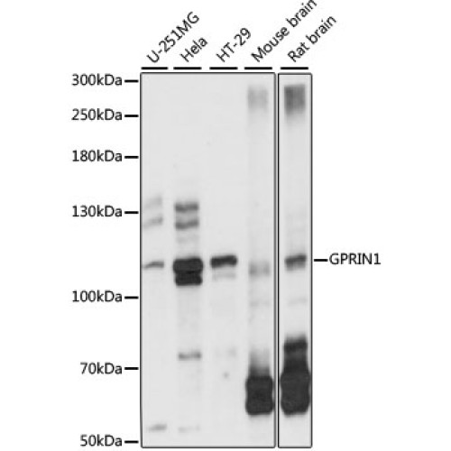 GPRIN1 Rabbit pAb
