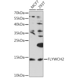 FLYWCH2 Rabbit pAb