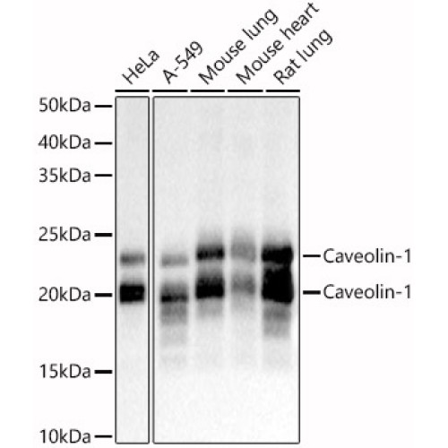 Caveolin-1  Rabbit pAb