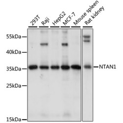NTAN1 Rabbit pAb