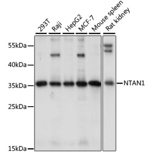 NTAN1 Rabbit pAb