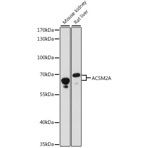 ACSM2A Rabbit pAb