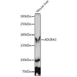 ADGRA3 Rabbit pAb