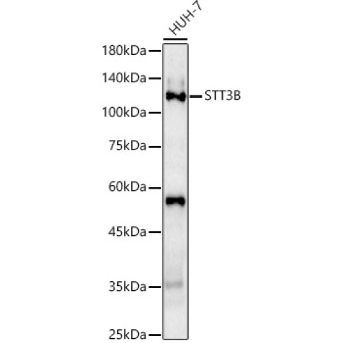 STT3B Rabbit pAb