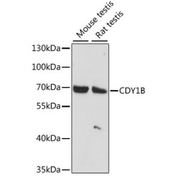 CDY1B Rabbit pAb