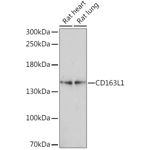 CD163L1 Rabbit pAb