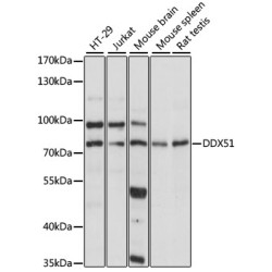 DDX51 Rabbit pAb