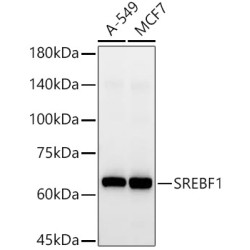 SREBF1 Rabbit pAb