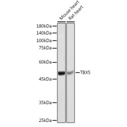 TBX5 Rabbit pAb