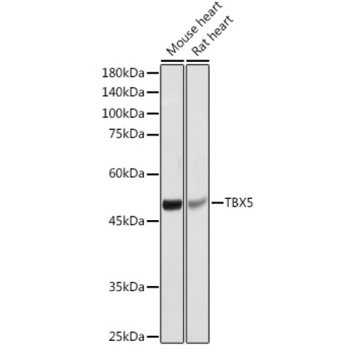 TBX5 Rabbit pAb