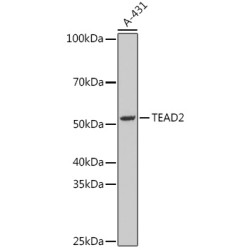 TEAD2 Rabbit pAb