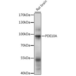 PDE10A Rabbit pAb