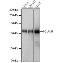 POLRMT Rabbit pAb