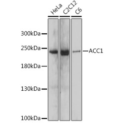 ACC1 Rabbit pAb